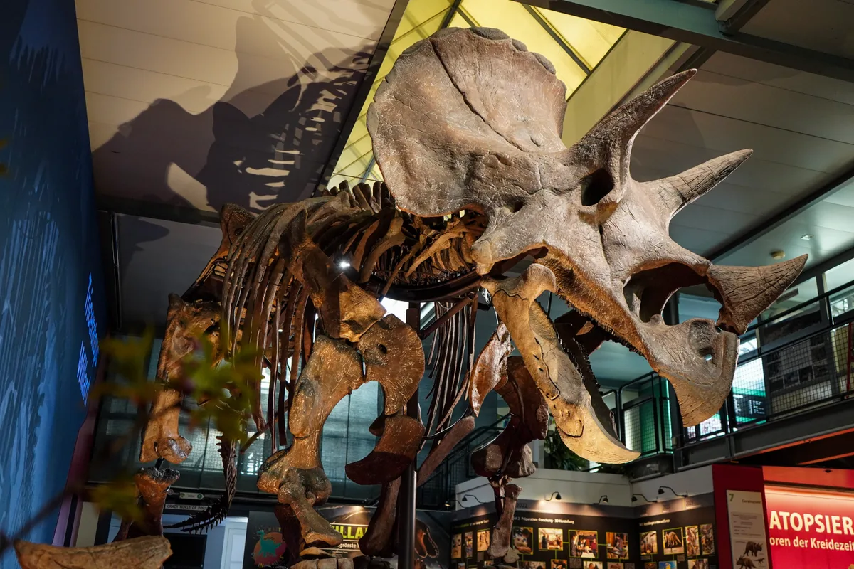 Man sieht das Skelett eines Triceratops. 